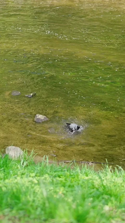 Crow bathing in a small river, vertical, regular speed – vertical video Stock Footage 308156476