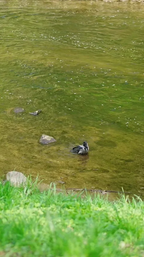Crow bathing in a small river, vertical, slow motion speed – vertical video Stock Footage 308156756