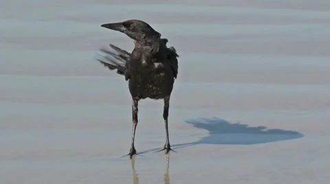 Crow on the Beach 動画素材 35337935