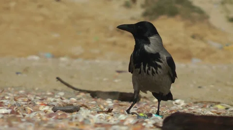 Crow on the beach Stock Footage 36619727