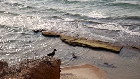 A crow at the beach 스톡 동영상 124119756