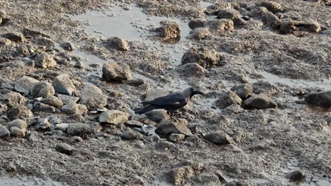 A crow in the beach. Stock Footage 133399984