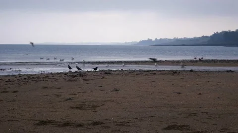 Crow Beach Stockbeeldmateriaal 145370765