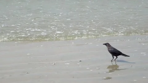 Crow at the beach Stock Footage 154327752