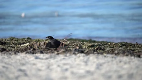 Crow in the beach Stock Footage 168541007