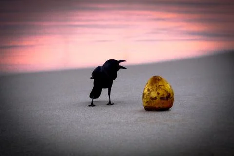 Crow on the beach Stock Photos