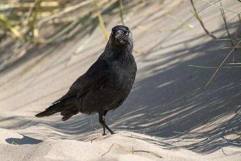Crow on the beach Stock Photos