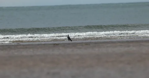 Crow on Beach sand Stock Footage 320355141