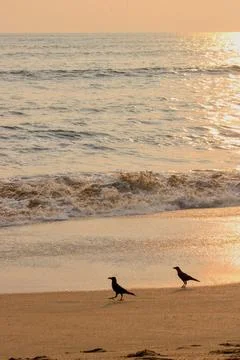 Crow on beach side sea waves evening sunset time sky eating small tiny foods Stock Photos