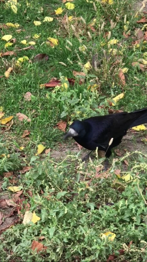 Crow behavior in the city Stock Footage 169595766