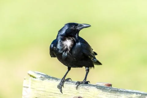 Crow on a bench closeup Stock Photos