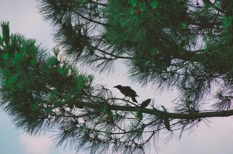 The crow between the branches in the pine tree Foto stock