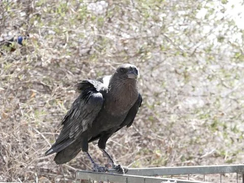 Crow on Bin Stock Photos