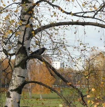 Crow on birch Stock Photos