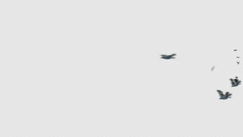 Crow, Bird, Bat, 3D Render, With Alpha Channel Video stock 238425199