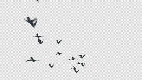 Crow, Bird, Bat, 3D Render, With Alpha Channel Stock Footage 238425212