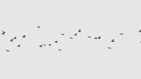 Crow, Bird, Bat, 3D Render, With Alpha Channel Stock Footage 238765832