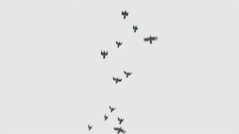 Crow, Bird, Bat, 3D Render, With Alpha Channel Video stock 238765843