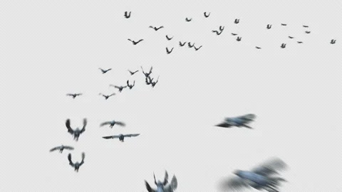 Crow, Bird, Bat, 3D Render, With Alpha Channel Stock Footage 238765918