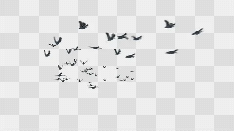 Crow, Bird, Bat, 3D Render, With Alpha Channel Stock Footage 238765929