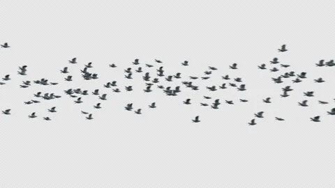 Crow, Bird, Bat, 3D Render, With Alpha Channel Video stock 239187973