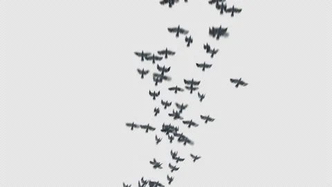 Crow, Bird, Bat, 3D Render, With Alpha Channel Stock Footage 239189028