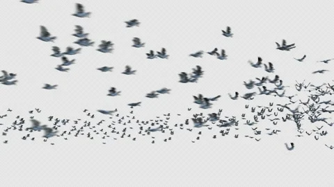 Crow, Bird, Bat, 3D Render, With Alpha Channel Stock Footage 239189037