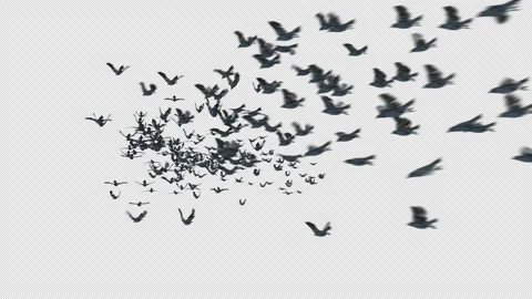 Crow, Bird, Bat, 3D Render, With Alpha Channel Stock Footage 239189767