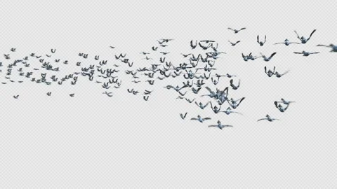 Crow, Bird, Bat, 3D Render, With Alpha Channel Stock Footage 239189987