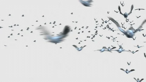 Crow, Bird, Bat, 3D Render, With Alpha Channel Stock Footage 239935601