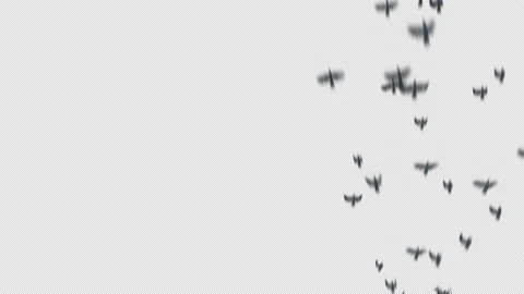 Crow, Bird, Bat, 3D Render, With Alpha Channel Stock Footage 240027508