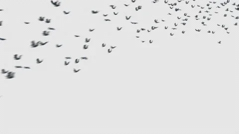 Crow, Bird, Bat, 3D Render, With Alpha Channel Stock Footage 240027576