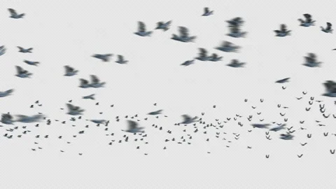 Crow, Bird, Bat, 3D Render, With Alpha Channel Stock Footage 240027797