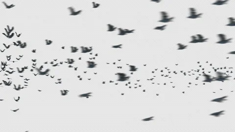 Crow, Bird, Bat, 3D Render, With Alpha Channel Stock Footage 240027923