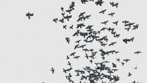 Crow, Bird, Bat, 3D Render, With Alpha Channel Video stock 240651445
