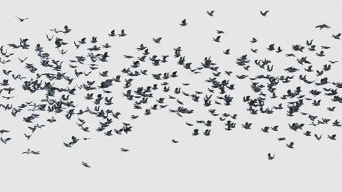 Crow, Bird, Bat, 3D Render, With Alpha Channel Stock Footage 240652051
