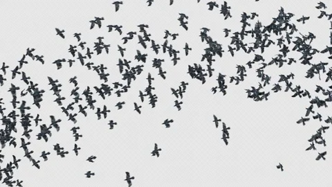 Crow, Bird, Bat, 3D Render, With Alpha Channel Stock Footage 240655336