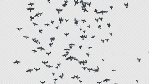 Crow, Bird, Bat, 3D Render, With Alpha Channel Stock Footage 241441215