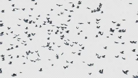Crow, Bird, Bat, 3D Render, With Alpha Channel Stock Footage 241522411