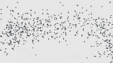 Crow, Bird, Bat, 3D Render, With Alpha Channel Video stock 241523224