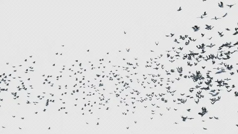 Crow, Bird, Bat, 3D Render, With Alpha Channel Stock Footage 241523385