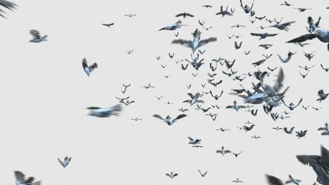 Crow, Bird, Bat, 3D Render, With Alpha Channel Stock Footage 241523838