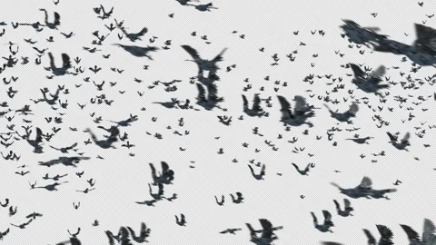 Crow, Bird, Bat, 3D Render, With Alpha Channel Video stock 241524119