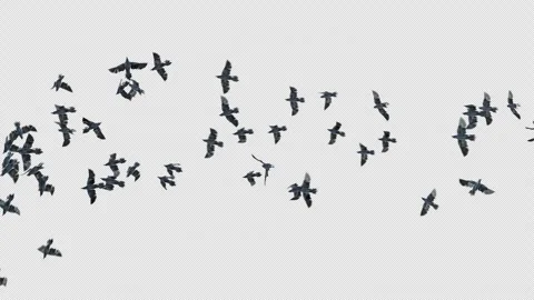 Crow, Bird, Bat, 3D Render, With Alpha Channel Stock Footage 242036283