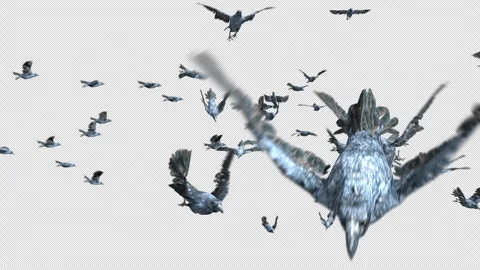 Crow, Bird, Bat, 3D Render, With Alpha Channel Stock Footage 242036565