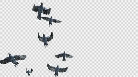 Crow, Bird, Bat, 3D Render, With Alpha Channel Stock Footage 242187820