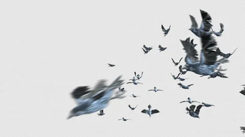 Crow, Bird, Bat, 3D Render, With Alpha Channel Stock Footage 242188151