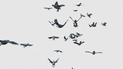 Crow, Bird, Bat, 3D Render, With Alpha Channel Stock Footage 242188215