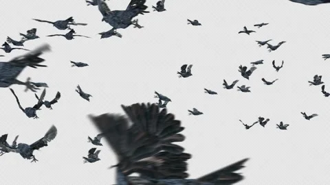 Crow, Bird, Bat, 3D Render, With Alpha Channel Stock Footage 242188312