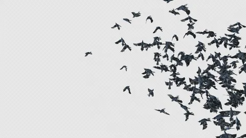 Crow, Bird, Bat, 3D Render, With Alpha Channel Stock Footage 242614539